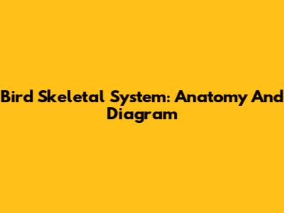 Bird Skeletal System: Anatomy And Diagram