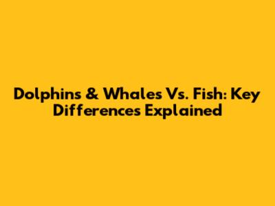 Dolphins & Whales Vs. Fish: Key Differences Explained