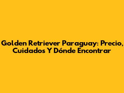 Golden Retriever Paraguay: Precio, Cuidados Y Dónde Encontrar