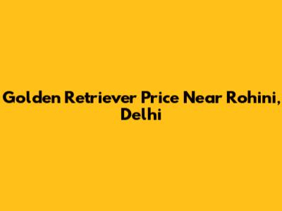 Golden Retriever Price Near Rohini, Delhi