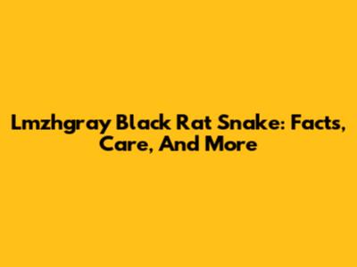 Lmzhgray Black Rat Snake: Facts, Care, And More