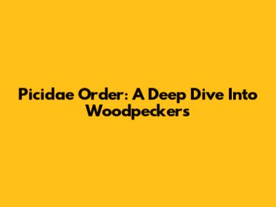 Picidae Order: A Deep Dive Into Woodpeckers