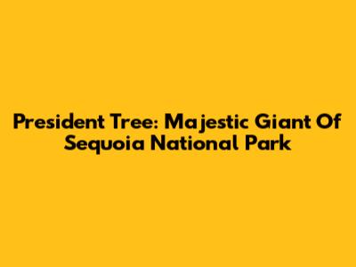 President Tree: Majestic Giant Of Sequoia National Park