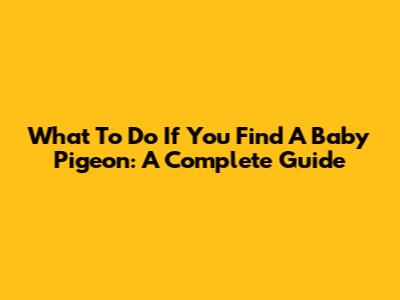 What To Do If You Find A Baby Pigeon: A Complete Guide