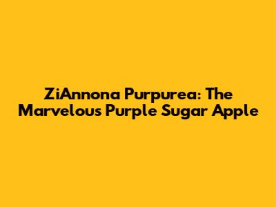 ZiAnnona Purpurea: The Marvelous Purple Sugar Apple